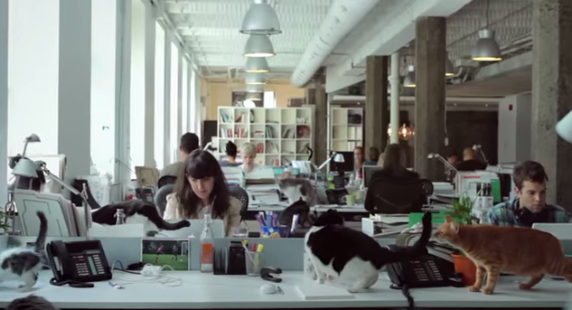 catadvert