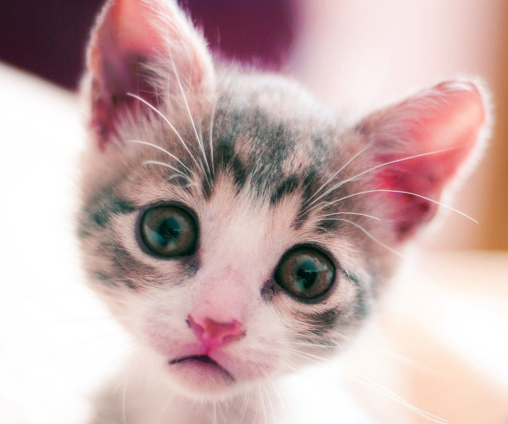 marketing-cat